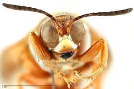   Sphecius grandis , anterior view; photo by Hanna Royals, USDA APHIS PPQ ITP 
